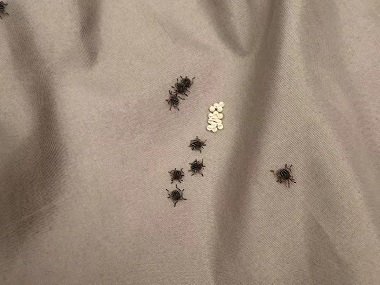 顺德有害生物防控中心臭虫的防治措施有哪些