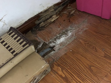 禅城白蚁防控所消杀白蚁的有效药物及使用方法