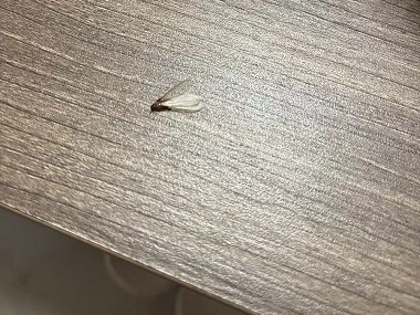 顺德白蚁防治中心带翅膀的蚂蚁是什么蚂蚁