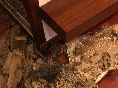 高明验收白蚁中心怎样快速区分散白蚁和家白蚁