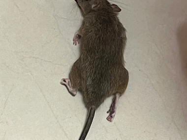 高明消杀四害所介绍厂区施药灭鼠的方法