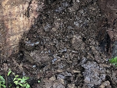 顺德杀灭白蚁中心白蚁科普:长命蚁后与角色分工