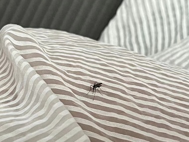 南海除四害机构除蚊灭蚊，夏季如何防治蚊子