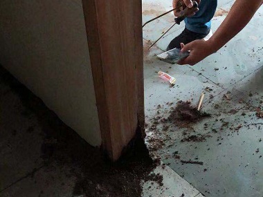 南海上门除白蚁公司白蚁对房屋有什么危害